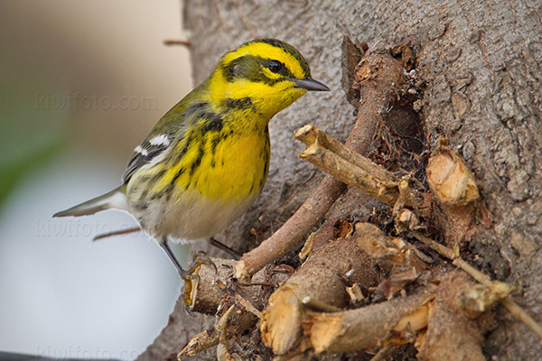 Townsend's Warbler