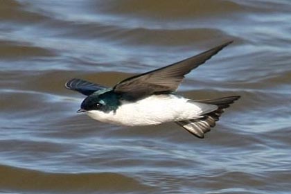 Tree Swallow Photo @ Kiwifoto.com