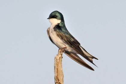 Tree Swallow Image @ Kiwifoto.com