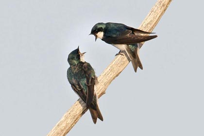 Tree Swallow Picture @ Kiwifoto.com