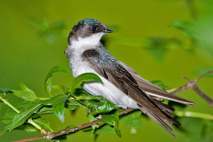 Tree Swallow Photo @ Kiwifoto.com