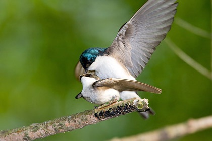 Tree Swallow Image @ Kiwifoto.com