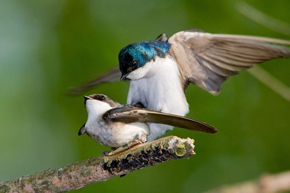 Tree Swallow Image @ Kiwifoto.com