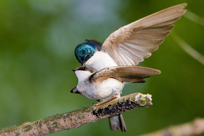 Tree Swallow (Copulation)