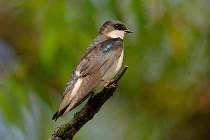 Tree Swallow Photo @ Kiwifoto.com