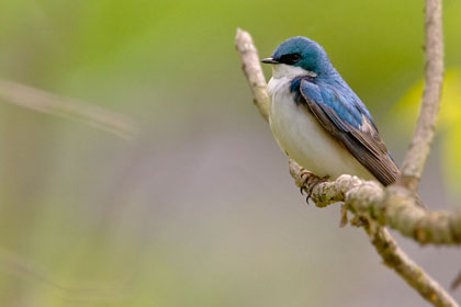Tree Swallow Photo @ Kiwifoto.com