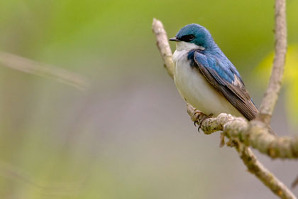 Tree Swallow Picture @ Kiwifoto.com