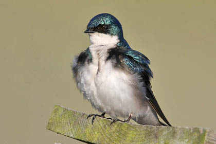 Tree Swallow Picture @ Kiwifoto.com