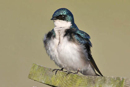 Tree Swallow Image @ Kiwifoto.com