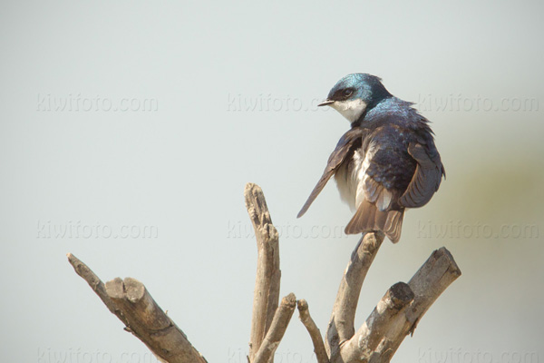 Tree Swallow Image @ Kiwifoto.com