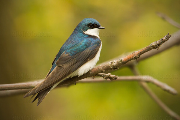 Tree Swallow Image @ Kiwifoto.com