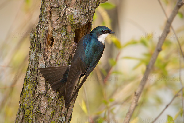 Tree Swallow Image @ Kiwifoto.com