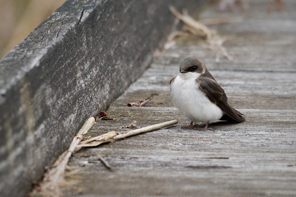 Tree Swallow Image @ Kiwifoto.com