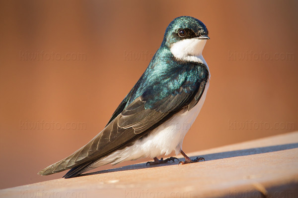 Tree Swallow Photo @ Kiwifoto.com