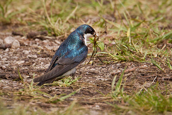 Tree Swallow Photo @ Kiwifoto.com