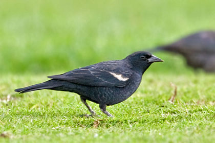 Tricolored Blackbird Photo @ Kiwifoto.com