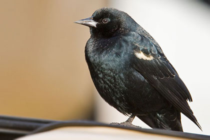 Tricolored Blackbird Image @ Kiwifoto.com