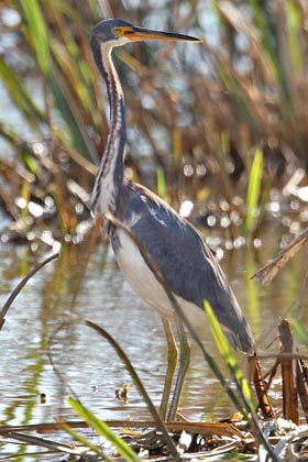 Tricolored Heron Photo @ Kiwifoto.com