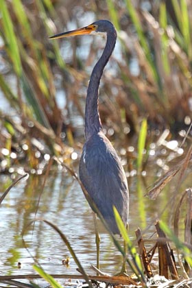 Tricolored Heron Image @ Kiwifoto.com