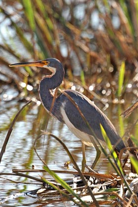 Tricolored Heron Image @ Kiwifoto.com