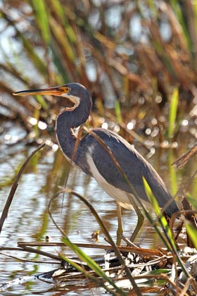 Tricolored Heron Photo @ Kiwifoto.com