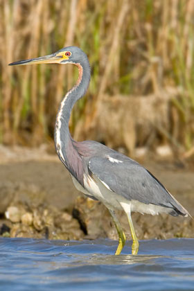 Tricolored Heron Image @ Kiwifoto.com