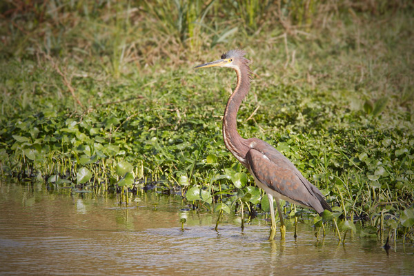 Tricolored Heron Photo @ Kiwifoto.com