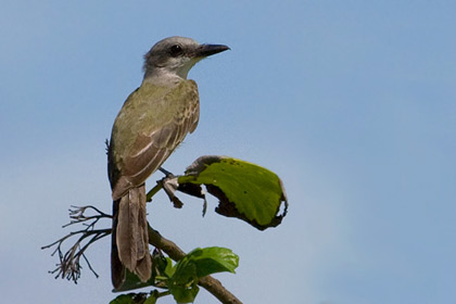 Tropical Kingbird