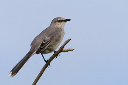 Tropical Mockingbird Picture @ Kiwifoto.com