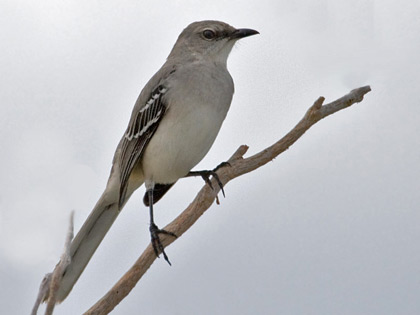Tropical Mockingbird Picture @ Kiwifoto.com