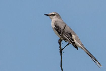 Tropical Mockingbird Image @ Kiwifoto.com