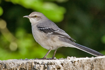 Tropical Mockingbird