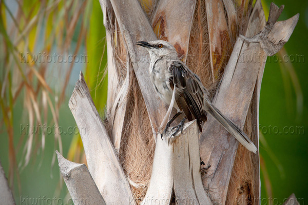 Tropical Mockingbird Image @ Kiwifoto.com