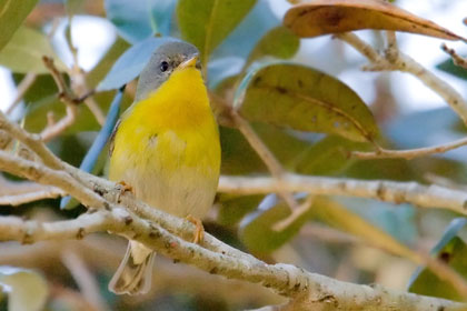 Tropical Parula