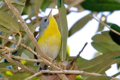 Tropical Parula Image @ Kiwifoto.com