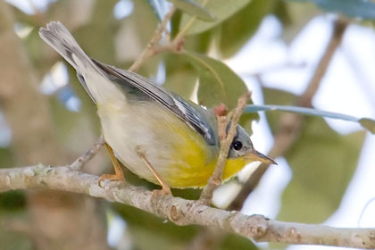 Tropical Parula Photo @ Kiwifoto.com