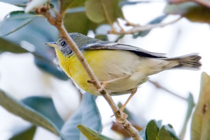 Tropical Parula Picture @ Kiwifoto.com