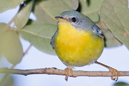 Tropical Parula Image @ Kiwifoto.com