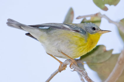 Tropical Parula Picture @ Kiwifoto.com