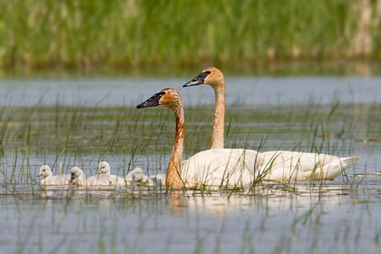 Trumpeter Swan Image @ Kiwifoto.com