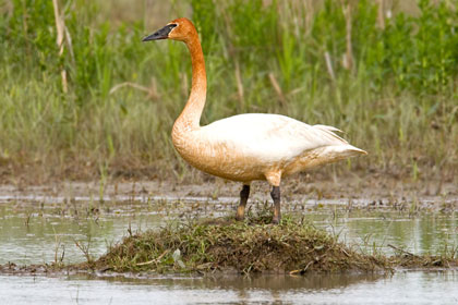 Trumpeter Swan Photo @ Kiwifoto.com