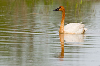 Trumpeter Swan Picture @ Kiwifoto.com