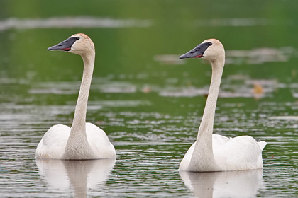 Trumpeter Swan Photo @ Kiwifoto.com