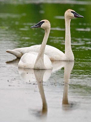 Trumpeter Swan Picture @ Kiwifoto.com