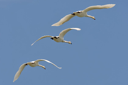 Trumpeter Swan Picture @ Kiwifoto.com