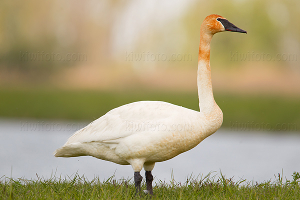 Trumpeter Swan Picture @ Kiwifoto.com