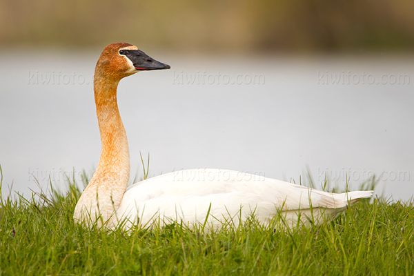 Trumpeter Swan Image @ Kiwifoto.com