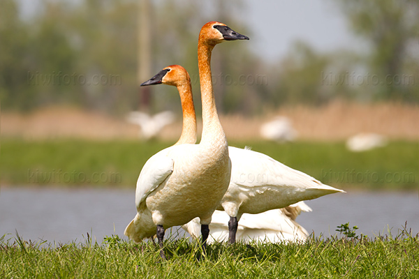 Trumpeter Swan Image @ Kiwifoto.com