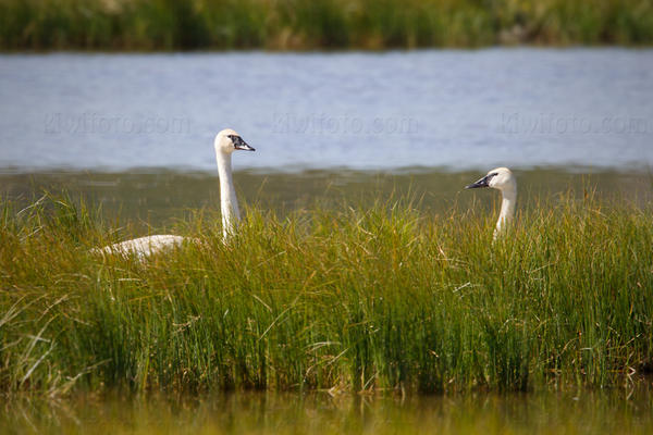 Trumpeter Swan