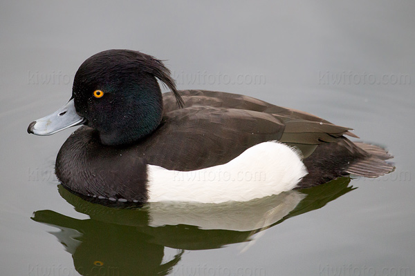 Tufted Duck Image @ Kiwifoto.com